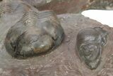 Incredible Plate Of Large Struveaspis Trilobites - Jorf, Morocco #254830-6